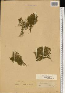 Lemna gibba L., Eastern Europe, Central forest-and-steppe region (E6) (Russia)