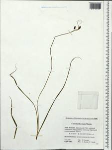 Carex hancockiana Maxim., Siberia, Baikal & Transbaikal region (S4) (Russia)