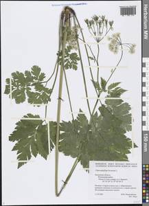 Chaerophyllum hirsutum L., Eastern Europe, Central region (E4) (Russia)