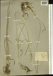 Avenula pubescens (Huds.) Dumort., Siberia, Western (Kazakhstan) Altai Mountains (S2a) (Kazakhstan)