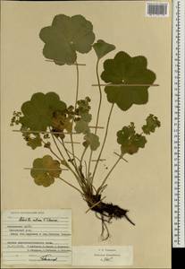 Alchemilla ventiana V. N. Tikhom., Eastern Europe, Middle Volga region (E8) (Russia)