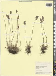 Poa alpina L., Caucasus, Dagestan (K2) (Russia)