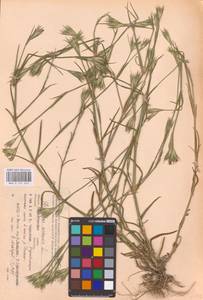 Dianthus armeria L., Eastern Europe, North Ukrainian region (E11) (Ukraine)