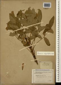 Fraxinus angustifolia Vahl, Crimea (KRYM) (Russia)