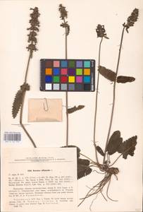 MHA 0 154 779, Betonica officinalis L., Eastern Europe, South Ukrainian region (E12) (Ukraine)