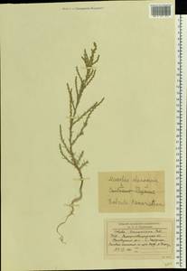 Salsola tamariscina Pall., Eastern Europe, North Ukrainian region (E11) (Ukraine)