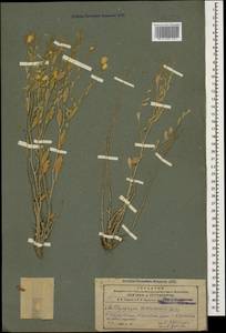 Psephellus xanthocephalus subsp. xanthocephalus, Caucasus, Azerbaijan (K6) (Azerbaijan)