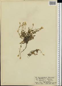 Cerastium alpinum L., Eastern Europe, Northern region (E1) (Russia)