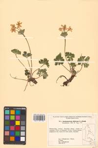 Anemonastrum narcissiflorum subsp. crinitum (Juz.) Raus, Siberia, Russian Far East (S6) (Russia)