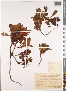 Arctostaphylos alpinus (L.) Spreng., Siberia, Russian Far East (S6) (Russia)