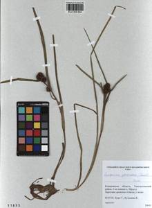 Sparganium glomeratum (Laest. ex Beurl.) Beurl., Siberia, Altai & Sayany Mountains (S2) (Russia)