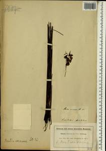 Staberoha cernua (L.f.) T.Durand & Schinz, Africa (AFR) (South Africa)