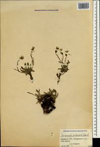 Campanula tridentata, Caucasus, Armenia (K5) (Armenia)