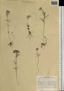 Cardamine tenuifolia Hook., Siberia, Yakutia (S5) (Russia)