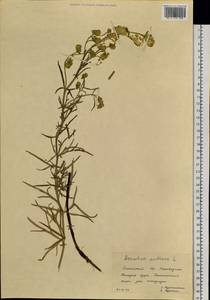 Aconitum anthoroideum DC., Siberia, Altai & Sayany Mountains (S2) (Russia)