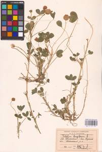 Trifolium fragiferum L., Middle Asia, Caspian Ustyurt & Northern Aralia (M8) (Kazakhstan)