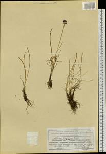 Allium tuvinicum (N.Friesen) N.Friesen, Siberia, Altai & Sayany Mountains (S2) (Russia)