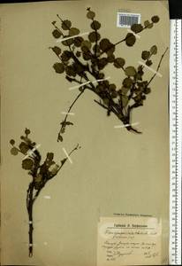 Betula nana L., Eastern Europe, Northern region (E1) (Russia)