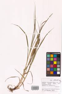 Carex atherodes Spreng., Siberia, Russian Far East (S6) (Russia)