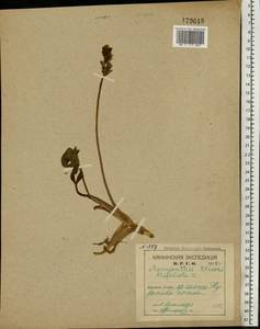 Menyanthes trifoliata L., Eastern Europe, Northern region (E1) (Russia)
