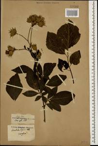 Klasea quinquefolia (Willd.) Greuter & Wagenitz, Caucasus (no precise locality) (K0)