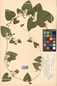 Aristolochia contorta Bunge, Siberia, Russian Far East (S6) (Russia)