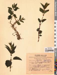 Urtica dioica var. holosericea Fr., Siberia, Chukotka & Kamchatka (S7) (Russia)