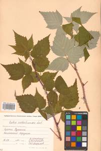 Rubus idaeus subsp. melanolasius Focke, Siberia, Chukotka & Kamchatka (S7) (Russia)