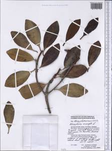 Rhizophora mangle L., America (AMER) (Cuba)