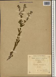 Lycopsis arvensis subsp. orientalis (L.) Kuzn., Caucasus, Georgia (K4) (Georgia)