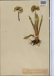 Primula nivalis subsp. turkestanica (Schmidt) Kovt., Middle Asia, Pamir & Pamiro-Alai (M2)