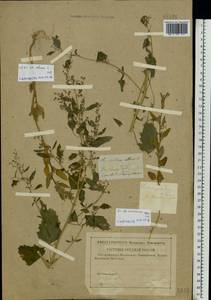 Chenopodium suecicum Murr, Eastern Europe, Central region (E4) (Russia)
