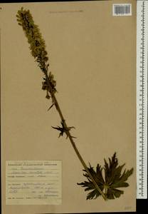 Aconitum orientale Mill., Caucasus, Krasnodar Krai & Adygea (K1a) (Russia)