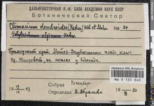 Climacium dendroides (Hedw.) F. Weber & D. Mohr, Bryophytes, Bryophytes - Russian Far East (excl. Chukotka & Kamchatka) (B20) (Russia)