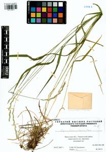 Elymus fibrosus (Schrenk) Tzvelev, Siberia, Baikal & Transbaikal region (S4) (Russia)