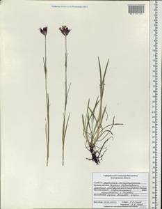 Dianthus capitatus subsp. andrzejowskianus Zapal., Eastern Europe, Central forest-and-steppe region (E6) (Russia)