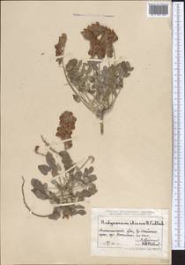 Hedysarum iliense B.Fedtsch., Middle Asia, Northern & Central Tian Shan (M4) (Kazakhstan)