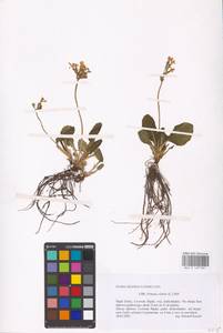 Primula elatior (L.) L., Western Europe (EUR) (Poland)