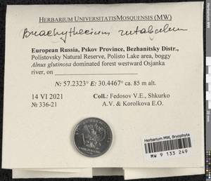 Brachythecium rutabulum (Hedw.) Schimp., Bryophytes, Bryophytes - Novgorod & Pskov Oblasts (B5) (Russia)