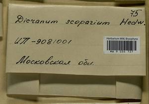 Dicranum scoparium Hedw., Bryophytes, Bryophytes - Moscow City & Moscow Oblast (B6a) (Russia)