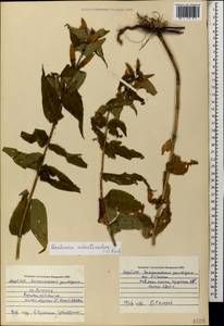 Gentiana asclepiadea L., Caucasus, Azerbaijan (K6) (Azerbaijan)