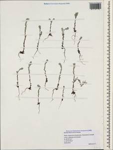 Bombycilaena erecta (L.) Smoljan., Crimea (KRYM) (Russia)