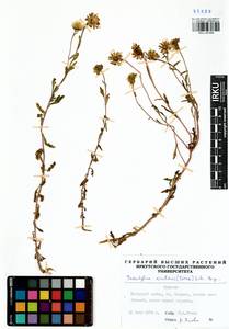 Tridactylina kirilowii (Turcz.) Sch. Bip., Siberia, Baikal & Transbaikal region (S4) (Russia)