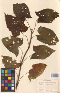 MHA 0 156 153, Salvia glutinosa L., Eastern Europe, West Ukrainian region (E13) (Ukraine)