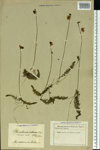 Utricularia intermedia Hayne, Eastern Europe, Latvia (E2b) (Latvia)