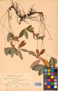 Potentilla alba L., Eastern Europe, Belarus (E3a) (Belarus)