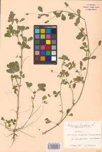 Medicago lupulina L., Eastern Europe, Moscow region (E4a) (Russia)