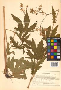 Filipendula angustiloba (Turcz. ex Fisch. & C. A. Mey.) Maxim., Siberia, Russian Far East (S6) (Russia)