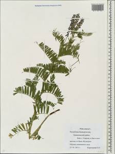 Vicia cracca L., Eastern Europe, Eastern region (E10) (Russia)