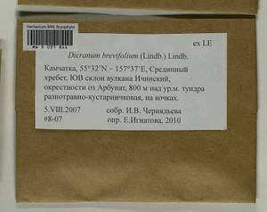 Dicranum brevifolium (Lindb.) Lindb., Bryophytes, Bryophytes - Chukotka & Kamchatka (B21) (Russia)